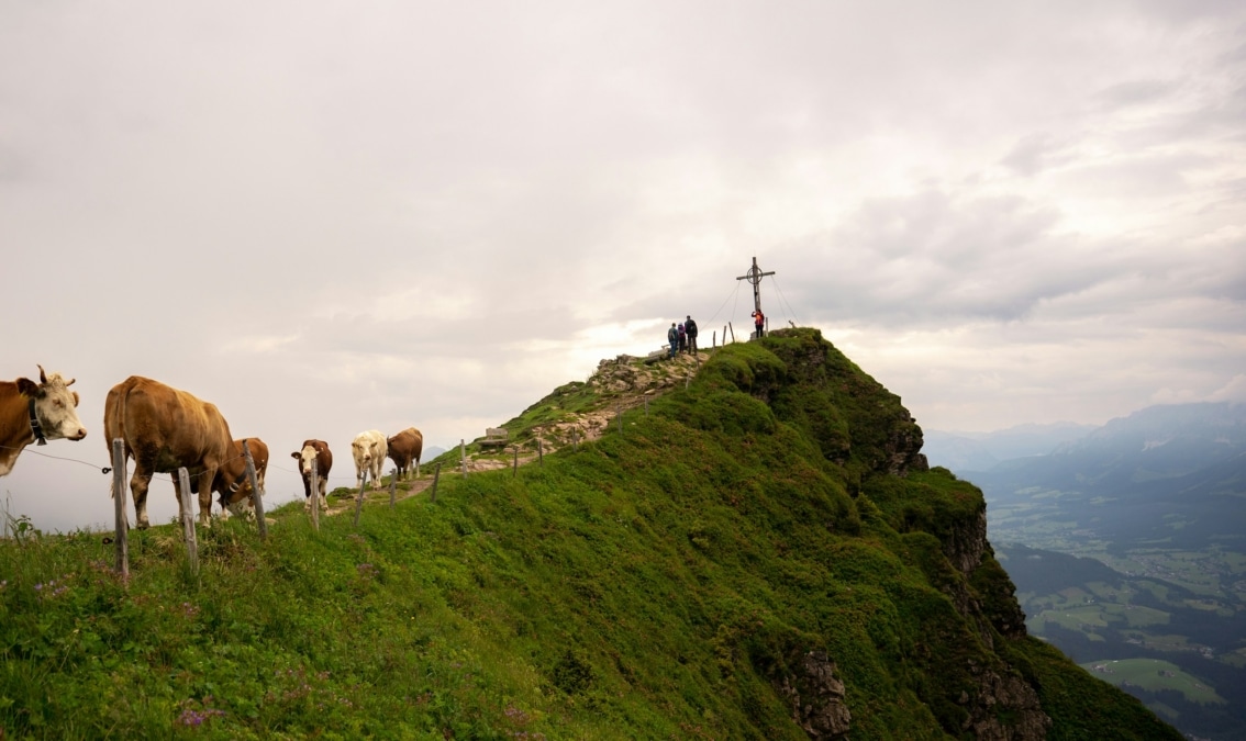 De Kitzbüheler Horn staat bekend om zijn prachtige uitzichten en bloeiende Alpenweiden.